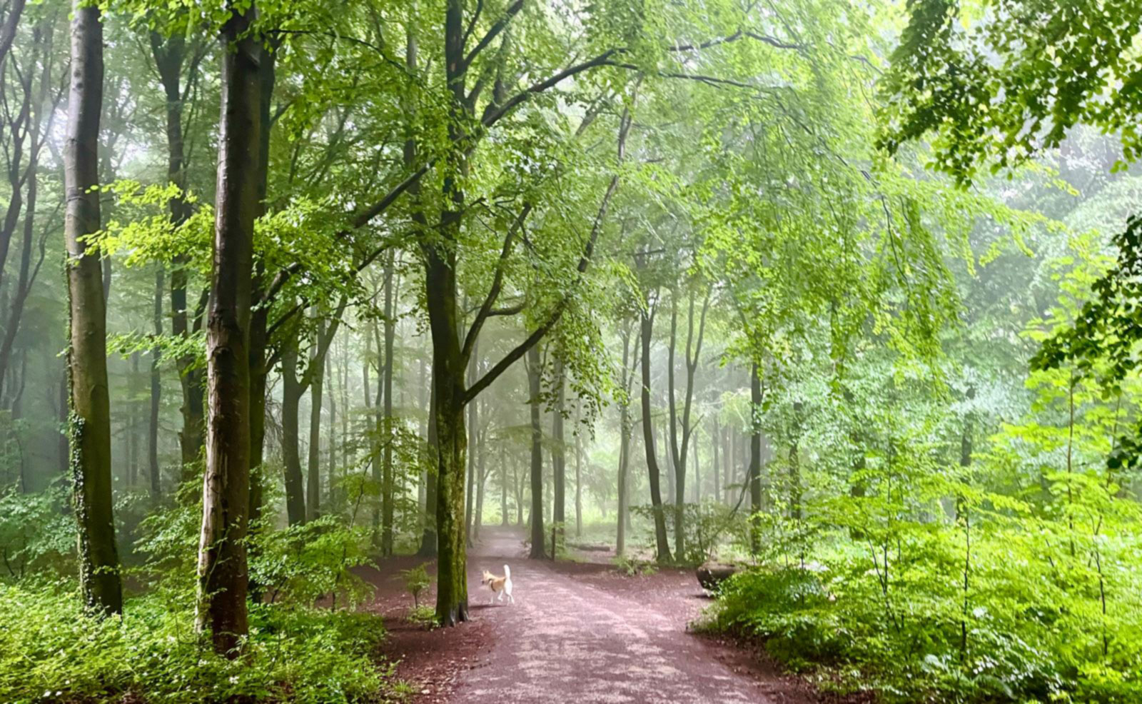 Awaken, resolve, and transform our emotional and mental attitudes or inner disharmony, enhancing our wellbeing on many levels